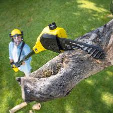 Best Tree Preservation Services  in Rm Beach, WA