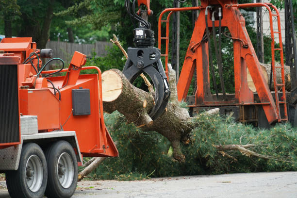 Best Tree Trimming and Pruning  in Rm Beach, WA