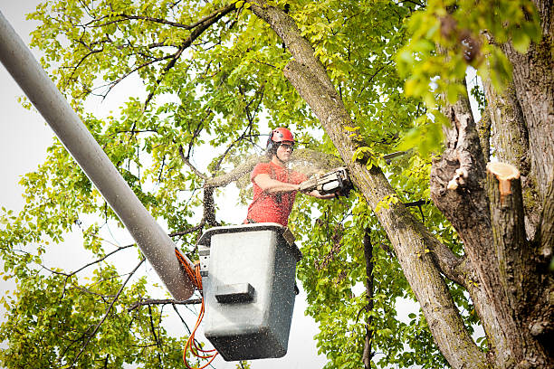 How Our Tree Care Process Works  in  Warm Beach, WA